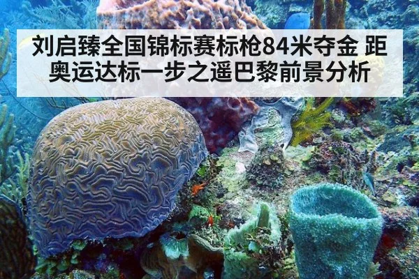 刘启臻全国锦标赛标枪84米夺金 距奥运达标一步之遥巴黎前景分析